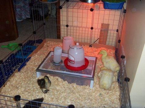 Solution for messy, smelly duckling water. Duck Brooder, Duck Waterer, Keeping Ducks, Duck Pens, Baby Chicks Raising, Backyard Ducks, Thread Diy, Chicken Incubator, Duck Coop