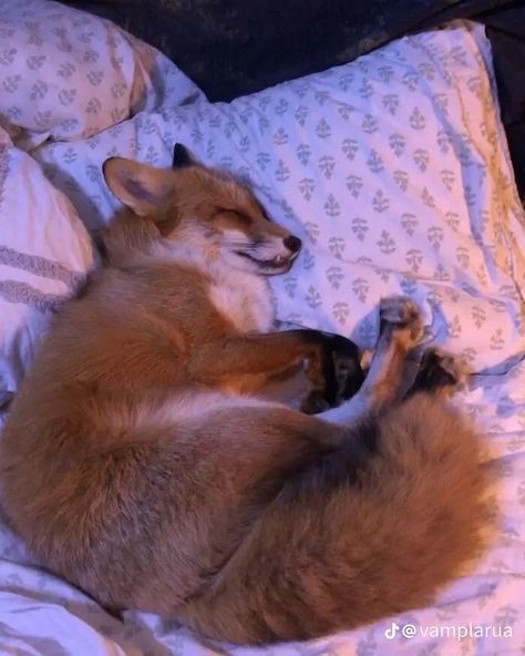 Fox Pictures, Pet Fox, Pretty Animals, Silly Animals, Fluffy Animals, Cute Fox, Cute Animal Photos, Cute Creatures, Animal Photo