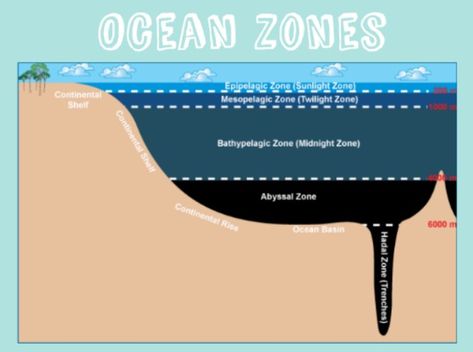 Twilight Zone Ocean, Hadal Zone, Layers Of The Ocean, Ocean Zones, Ocean Trench, Food Web, Underwater Lights, Below The Surface, Art Study