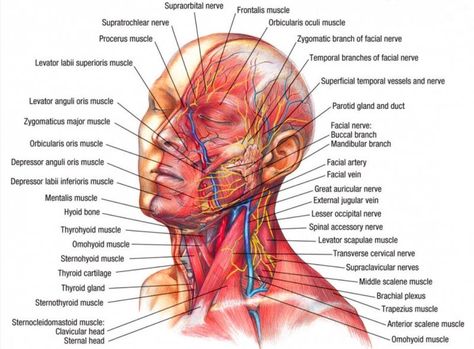 Nerves & muscles of the head Slp Anatomy, Neck Muscle Anatomy, Human Anatomy Picture, Anatomy Head, Muscular System Anatomy, Muscle Diagram, Head Muscles, Anatomy Organs, Muscles Of The Neck