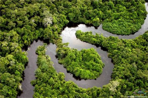 amazonas+brazil | Brazil: Manaus wild jungle (general information + video) Amazon Animals, Amazon Forest, Amazon River, Aerial Photograph, Exotic Places, Bohol, Beautiful Forest, Amazon Rainforest, Machu Picchu