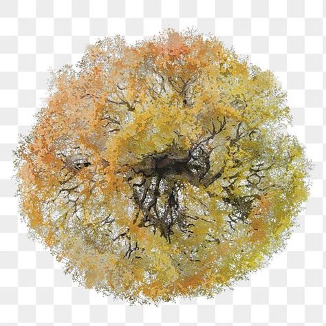 Png Top, Trees Top View, Urban Design Graphics, Autumn Watercolor, Tree Plan, Tree Watercolor, Tree Png, Autumn Tree, Watercolor Tree