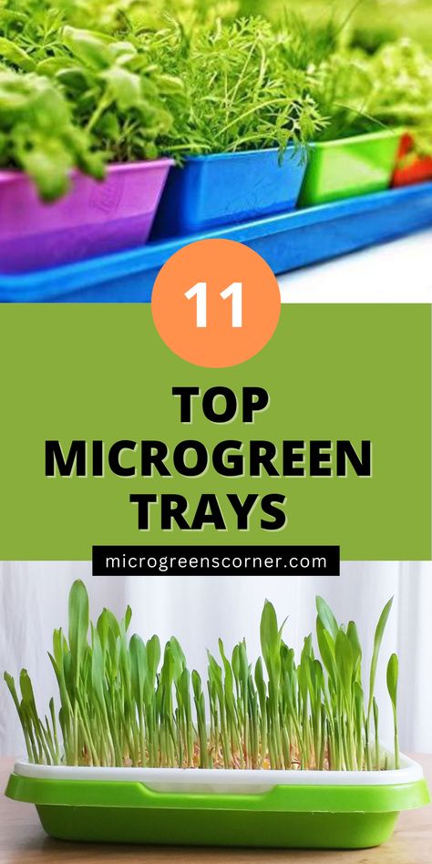 microgreen trays What Are Microgreens, Diy Micro Greens, Selling Microgreens, Microgreens Recipe, Micro Greens, Growing Microgreens, Root Cellar, Hydroponic Gardening, Indoor Gardening