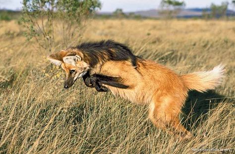 Wolf Poses, Maned Wolf, Wolf Images, National Wildlife Federation, Magic Moments, Beautiful Wolves, Rare Animals, Pretty Animals, Wild Dogs