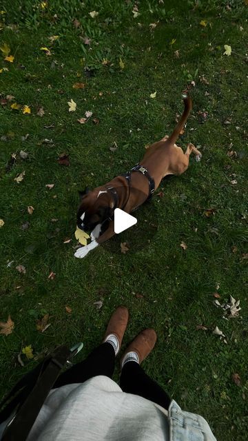 BEANS & KATJA | Dogmom | Solotravel on Instagram: "Mehr braucht es manchmal nicht mit deinem Hund🥰🐶- Habt ihr mit eurem Hund schon fangen gespielt ? 
Beans liebts 🐶

#hundeliebe #boxerhund #boxerdog #boxerlove" On Instagram, Instagram