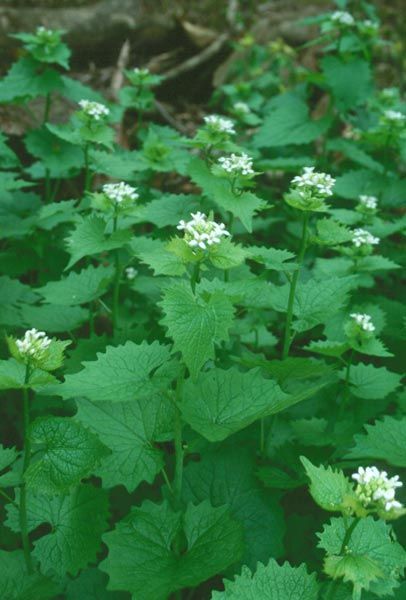 Garlic Mustard in Wisconsin Onion Substitute, Edible Weeds, Garlic Mustard, Wild Foraging, Protect The Environment, Wild Food Foraging, Edible Wild Plants, Herbal Plants, Invasive Plants