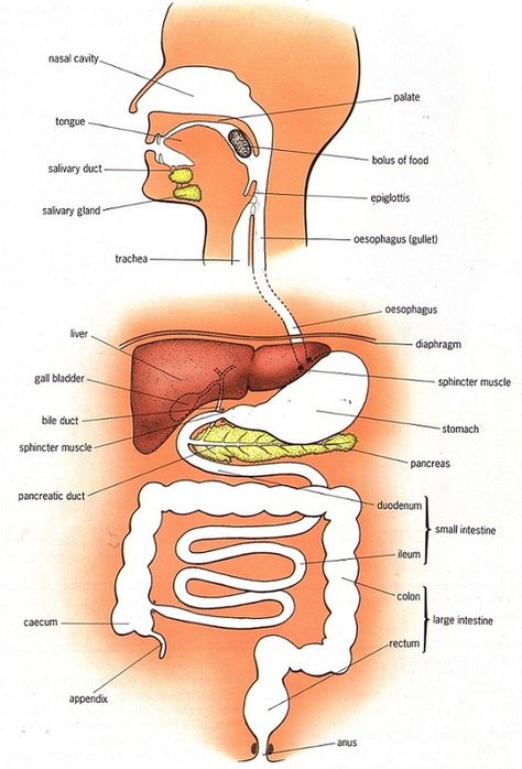 Human alimentary canal - Biology Notes for IGCSE 2014 Gcse Physics, Physical Therapy Student, Physical Therapy Assistant, Medicine Notes, Study Biology, Sistem Pencernaan, Nurse Study Notes, Science Vocabulary, The Digestive System