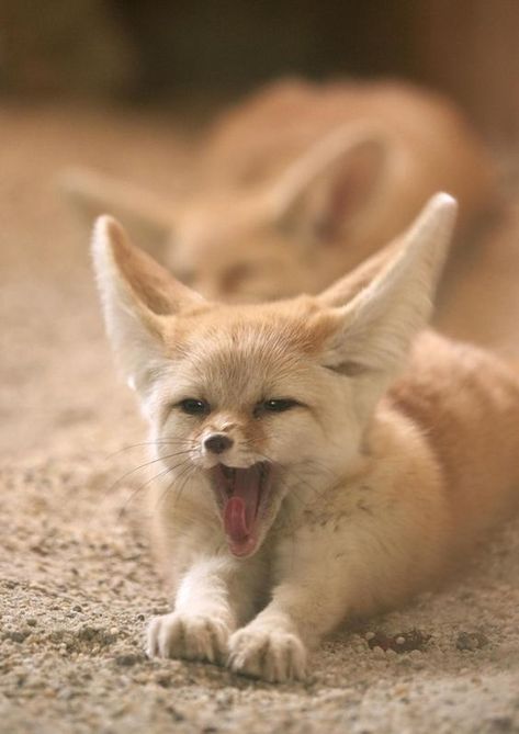 15 Interesting Facts About Fennec Foxes | Page 3 of 3 | PetPress Fennec Fox Pet, Fennec Fox, Pet Fox, Pretty Animals, Baby Animals Funny, Wild Dogs, Animal Sketches, Cute Fox, Cute Animal Photos