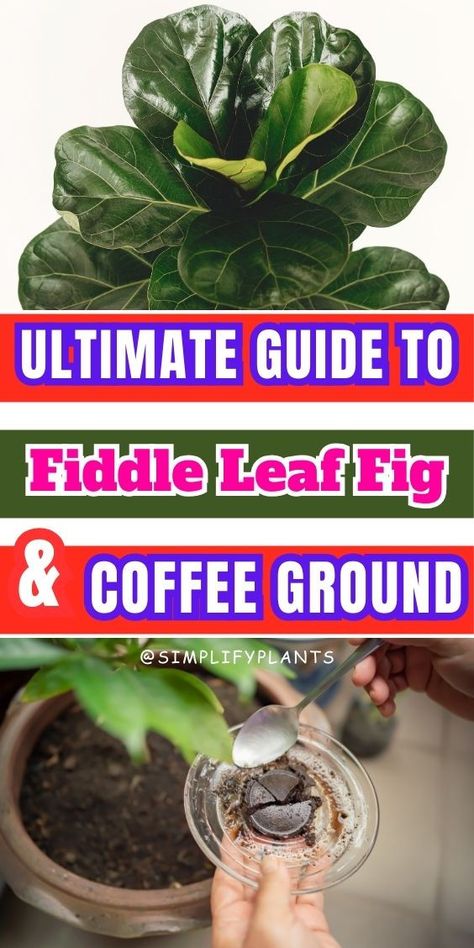 Coffee Grounds Fertilizer Techniques, Using Coffee Grounds As Plant Fertilizer, Best Practices for Fertilizing Indoor Plants with Coffee Grounds, Tips for Using Coffee Grounds to Fertilize Indoor Plants- Fiddle Leaf Fig care, Fiddle Leaf Fig watering, Fiddle Leaf Fig sunlight, Fiddle Leaf Fig soil, Fiddle Leaf Fig humidity, Fiddle Leaf Fig temperature, Fiddle Leaf Fig pruning, Fiddle Leaf Fig pests, Fiddle Leaf Fig diseases, Fiddle Leaf Fig propagation, Fiddle Leaf Fig fertilization Fig Plant Indoor, Fiddle Leaf Fig Care, Fiddle Leaf Fig Plant, Fiddle Tree, Plant Fertilizer, Grow Herbs, Fig Plant, Fiddle Fig, Fiddle Leaf Fig Tree