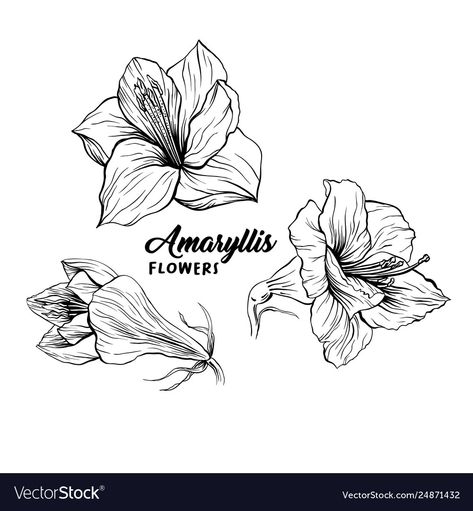 Amaryllis Flower Tattoo, Amaryllis Tattoo Simple, Amaryllis Drawing, Amaryllis Embroidery, Amaryllis Tattoo, White Amaryllis Aesthetic, Amaryllis Flowers, Flower Outline, Monochrome Design