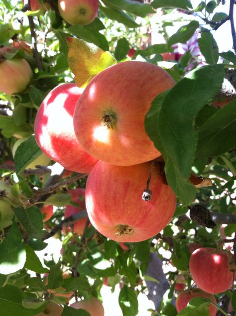 Gala apples! Took this at Northview Orchards in Buhl. DassiiJac took this 😜 Gala Apples, Apples, Fruit, Photography