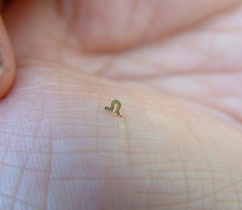 A really teeny tiny Caterpillar. Tiny Baby Animals, Tiny Person, Tiny Animals, Cute Reptiles, Cute Small Animals, Baby Animals Pictures, Pretty Animals, Silly Animals, Mini Things