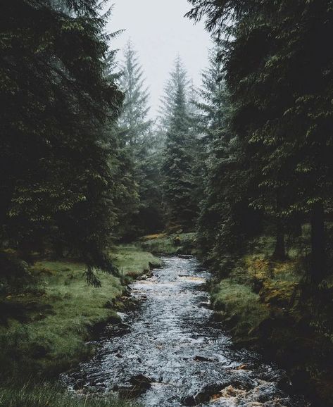 Dark Forest Aesthetic, Lodge Style, Forest River, Pine Trees, Best Camera, Dark Forest, Nature Aesthetic, Green Aesthetic, Beautiful Landscapes