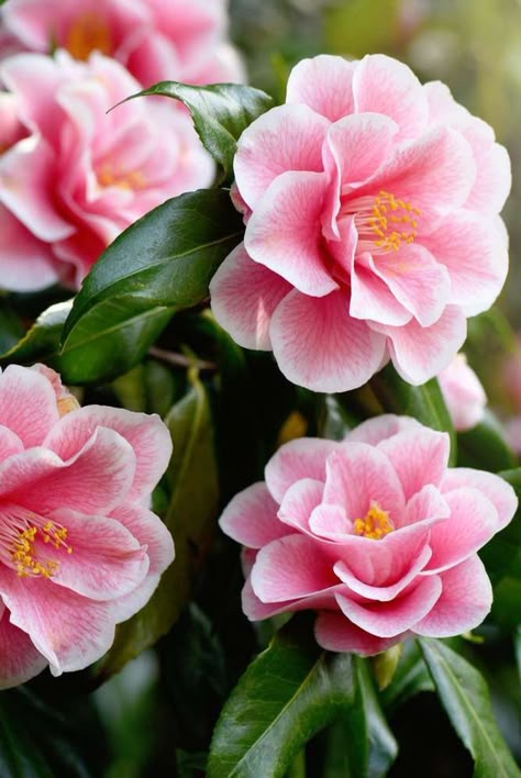 Plants With Flowers, Screening Plants, Creative Gardening Ideas, Camellia Plant, Cream Tattoo, Flowering Quince, Flower References, Flower Reference, Flower Language