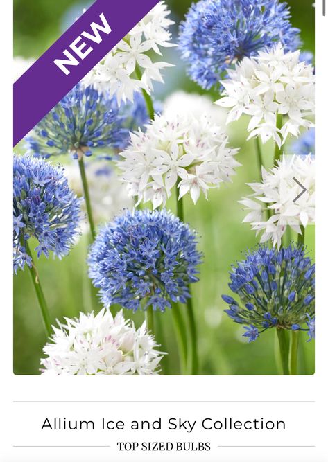 Blue Allium Flowers, Allium Varieties, White And Blue Garden, Blue Allium, Blue Garden Flowers, White Allium, Blue And White Garden, Allium Bulbs, Patriotic Garden