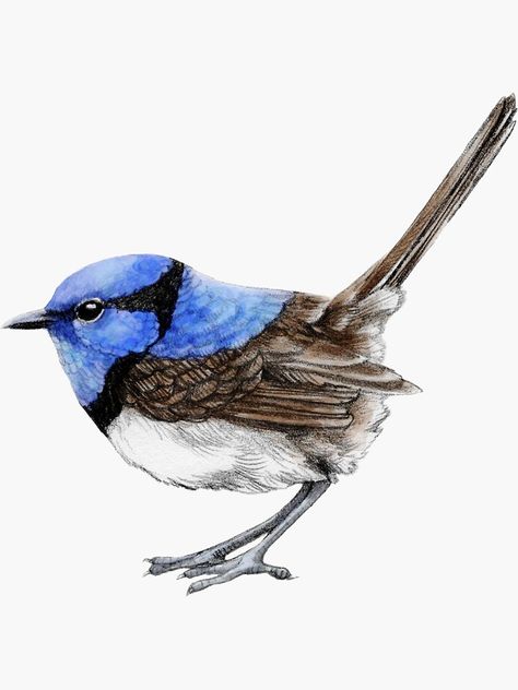 "Little Wren in Natural" Sticker by ThistleandFox | Redbubble Bird Mosaics, Drawing Birds, Pencil And Watercolor, Blue Wren, Fairy Wren, Audubon Birds, Bird Watercolor Paintings, Watercolor Birds, Bird Designs