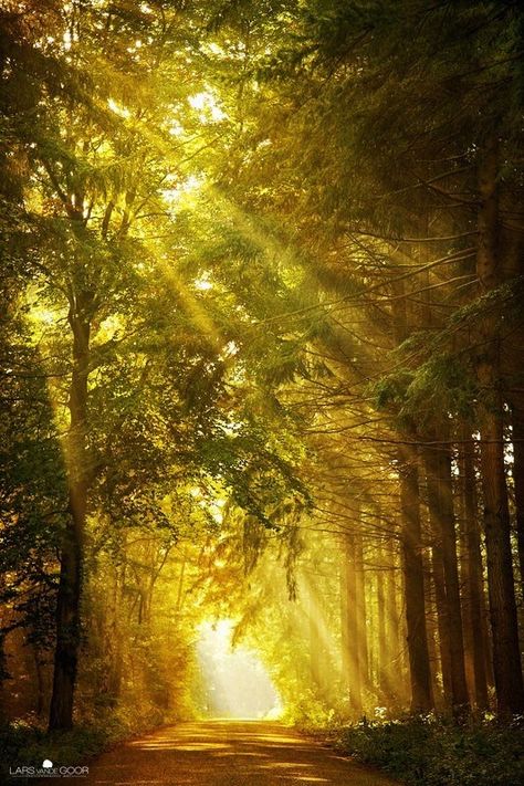 Sun shining through the trees Healing Power Of Nature, Forest Sounds, Forest Background, Sun Shining, Mystical Forest, Power Of Nature, Moon Photography, Nature Sounds, Healing Power