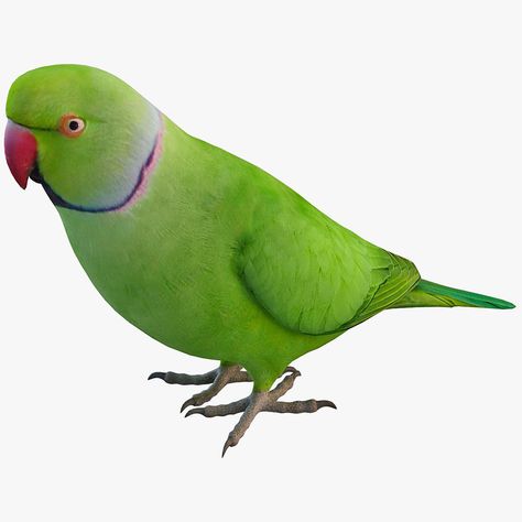 Ringneck Parrot, Indian Ringneck, Dj Images Hd, Best Nature Wallpapers, Iphone Wallpaper Stills, Dont Touch My Phone Wallpaper, Beach Background Images, Emoji Photo, Best Photo Background