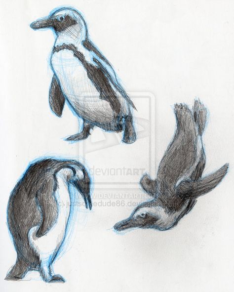 Penguin Anatomy, Penguin Drawing Realistic, Penguin Sketch Realistic, Penguin Pen Drawing, Penguin Swimming Drawing, Penguin Sketch, Penguin Illustration, Penguin Drawing, Abstract Pencil Drawings