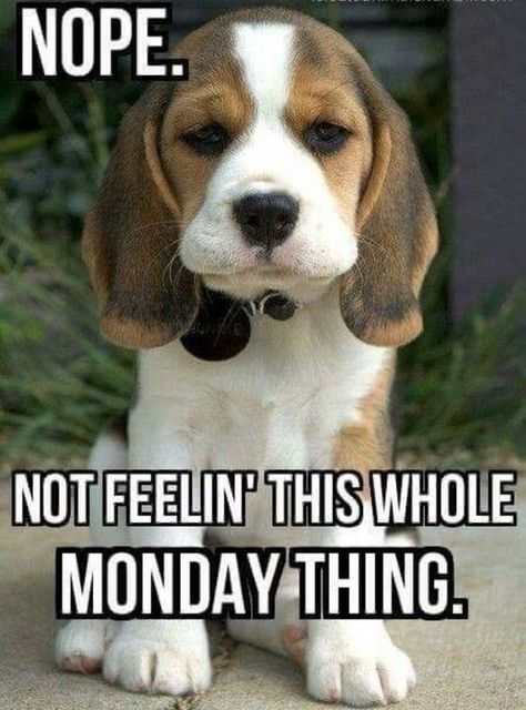 Funny Monday Images, Funny Monday Memes, Cute Dog Memes, Funny Monday, Friday Meme, Morning Memes, Good Morning Funny Pictures, Monday Memes, Monday Humor