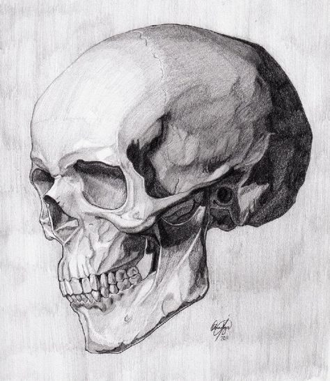 Skull Ideas, Skull Anatomy, Skull Reference, Skull Sketch, Skeleton Drawings, Couple Drawing, Drawing Eyes, Skulls Drawing, Human Anatomy Art