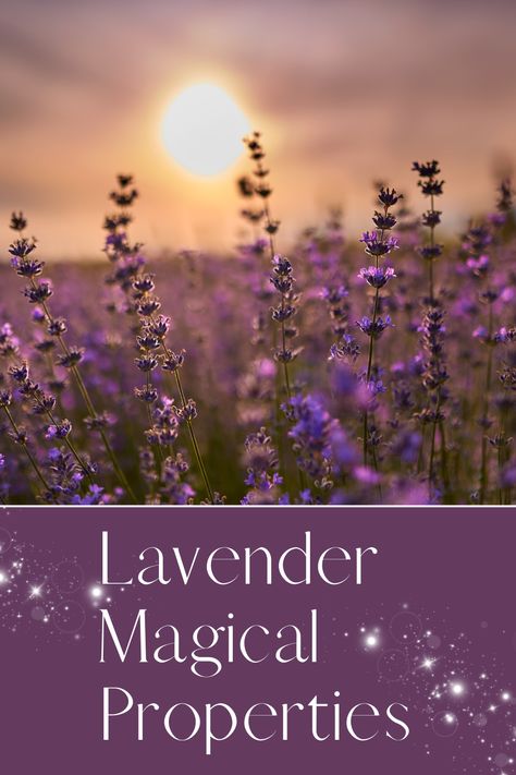 Check out the many different lavender magical properties here! Magical Properties Of Lavender, Lavender Magical Properties, Lavender Meaning, Lavender Magic, Uses For Lavender, Lavender Uses, Green Magic, Witch Spell Book, Witch Spell