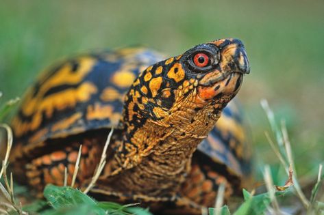 Eastern Box Turtle: One of the Most Colorful Reptiles in North America - Wide Open Spaces State Animals, Star Tortoise, Indian Star Tortoise, Turtle Photography, Turtle Species, Box Turtles, Eastern Box Turtle, Turtle Images, Galapagos Tortoise