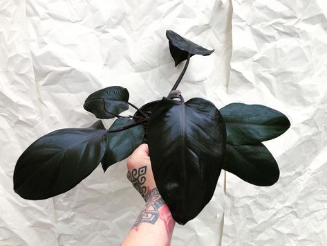 👑 Philodendron Royal Queen 👑 Royal Queen Philodendron, Philodendron Royal Queen, Royal Philodendron, Rare House Plants, Black Plants, Goth Garden, Plant Goals, Gothic Garden, Merritt Island