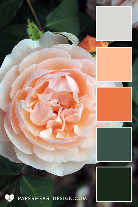 Green And Peach Color Palette, Color Palette Peach, Plant Color Palette, 2024 Pantone Color, Rose Color Palette, Peach Color Palettes, Pantone 2024, Colours That Go Together, Healing Center