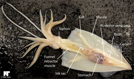 Squid Dissection, Internal Anatomy, Man Anatomy, Anatomy