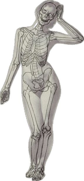 Posing Skeletons, Drawing Method, Female Skeleton, Human Skeleton Anatomy, Skeleton Figure, Human Anatomy For Artists, Skeleton Body, Skull Anatomy, Female Anatomy Reference