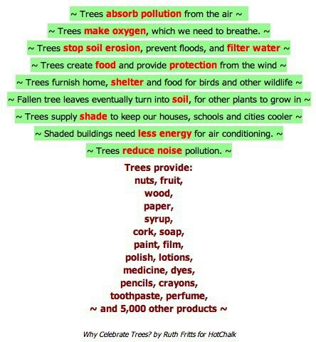 Lesson Plan Ideas, Importance Of Trees, Arbor Day, Tree Day, Tree Study, Earth Day Activities, Creative Curriculum, Short Essay, Arbour Day