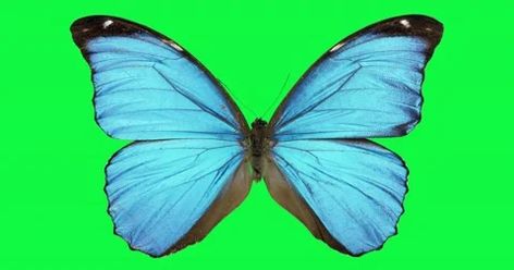 Butterfly Animation, Flight Wings, Ufo Sighting, Blue Spring, Blue Springs, Alpha Channel, Green Screen, Blue Butterfly, Butterfly Wings