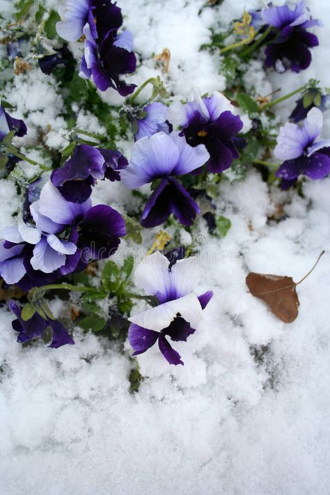 Stock image of Pansies Under Snow. The Pansy or Pansy Violet is a cultivated gar , #SPONSORED, #Pansy, #Violet, #cultivated, #Snow, #Stock #ad Winter Pansies, Sea Goat, Digital Design Trends, Purple Pansy, Violet Flower, Botany, Pansies, Flower Garden, Digital Design