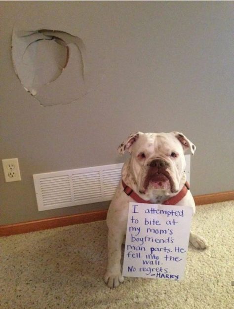 32 times things didn't go as planned Horse Shaming, Dog Shaming Photos, Dog Shaming Funny, Pet Shaming, Cat Shaming, Animal Shaming, Game Mode, Dog Shaming, No Regrets