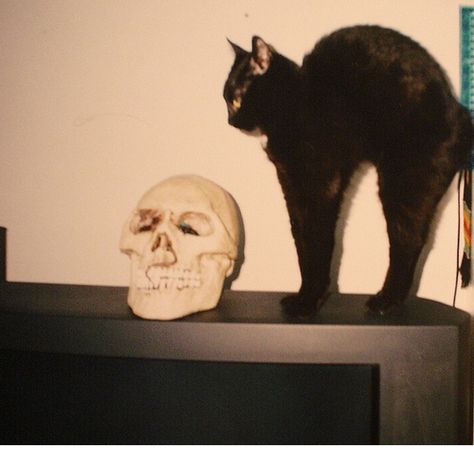 . A Black Cat, Season Of The Witch, Human Skull, A Skull, Cat Aesthetic, New Wall, A Black, Black Cat, Feline