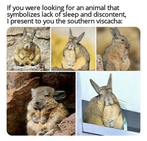 My Spirit Animal, My Spirit, Lack Of Sleep, Funny Animal Memes, Animal Jokes, An Animal, Animal Memes, Cute Funny Animals, Best Memes