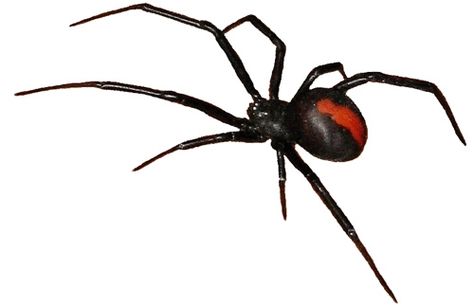 Australian Spiders, Venomous Redback Spider, Poisonous Funnel Web ... Australian Spider, Bird Spider, Redback Spider, Dangerous Spiders, Red And Black Spider, Funnel Web Spider, Arachnids Spiders, Spider Venom, Spider Species