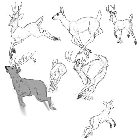 Deer Drawing Reference, Deer Sketches, Deer Anatomy, Elk Drawing, Inktober Inspiration, Deer Jumping, Running Drawing, Deer Sketch, Deer Cartoon