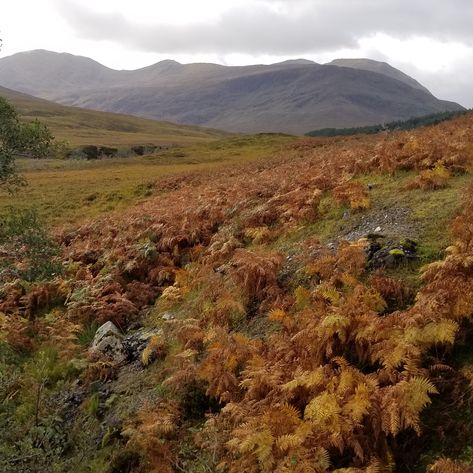 #autumn in the #scottishhighlands ...  my #concept of #heaven ! :))  #painterslife #autumncolors  #touringscotland #sutherland  #highlandsandislands #bracken Historical Novels, Scottish Highlands, Fall Colors, Scotland, Fine Art, Natural Landmarks, Art