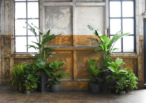 Stage Plants Decoration, Plant Wedding Alter, Potted Plants Wedding Ceremony, House Plant Wedding, Houseplant Wedding, Plant Themed Wedding, Plant Wedding, Wedding Plants, Wedding Alters