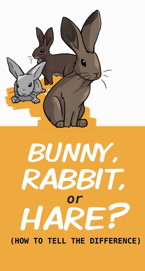 The words "bunny," "rabbit," and "hare" are often used interchangeably in the english language, but do they actually refer to the same animal? Learn why a bunny and a rabbit really aren't that different, but a rabbit and a hare are completely separate species. You'll be able to pinpoint the anatomy and behaviors of a rabbit versus a hare so you can tell the difference. Rabbit Anatomy, Rabbit Species, Rabbit Health, Rabbit Farming, Bunny Bun, Rabbit Facts, Rabbit Stuff, Bunny Ideas, Pet Rabbit Care