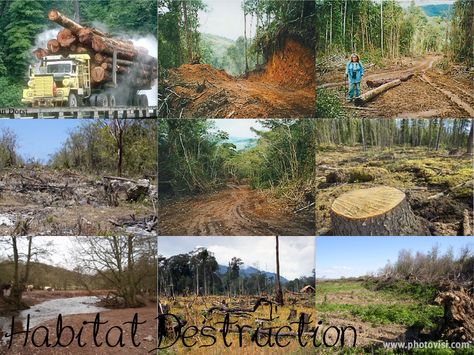 Habitat Destruction Habitat Destruction, Country Life, Habitat, Photography, Quick Saves