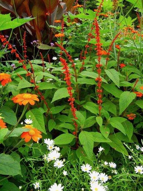 Salvia Confertiflora, Perennial Meadow, Salvia Flower, Attracting Bees, Red Square, Perennial Plants, Cold Winter, Flower Drawing, Red Flowers