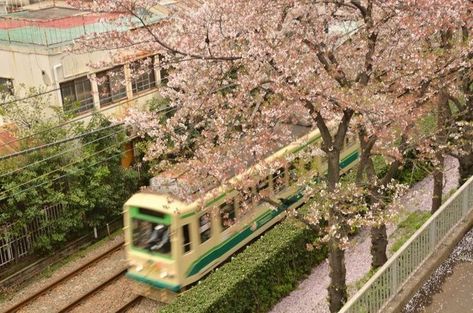 Not Mine, Pink Flowers, Trees, Train, Yellow, Flowers, Green, Pink, White