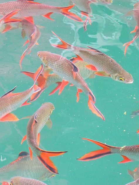 Khao Sok National Park, Thailand Teal And Peach Aesthetic, Coy Fish Reference Photo, Fish Ocean Aesthetic, Fish In Water Aesthetic, Swimming With Fish Aesthetic, Orange Fish Aesthetic, Khao Sok National Park, Pastel Poster, Artwork For Home