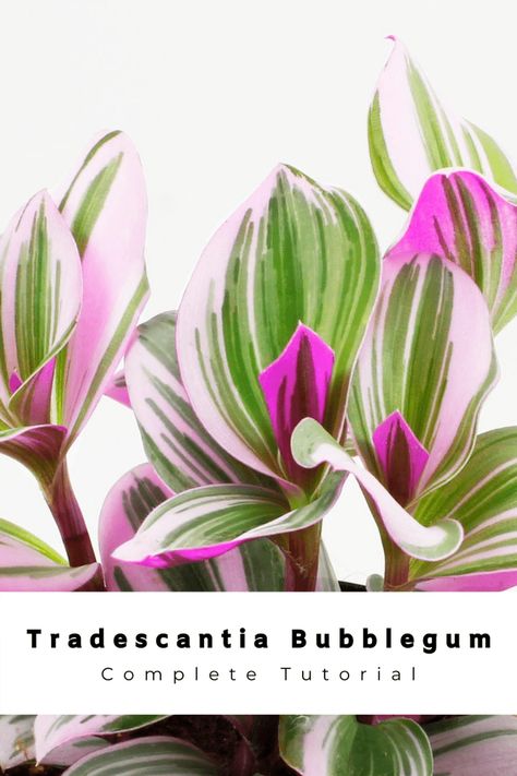 A Splash Of Color: Everything About Tradescantia Bubblegum Lilac Colorful House Plants Indoor, Tradescantia Nanouk Care, Unique Indoor Plants, Tradescantia Care, Colorful House Plants, Tradescantia Tricolor, Tradescantia Varieties, Tradescantia Plant, Clean Air Plants