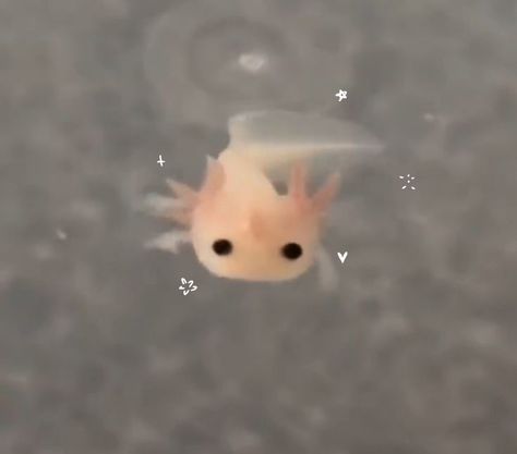 Baby axolotl cute sketch therian adorable Baby Axolotl, Axolotl Cute, Cute Sketch, Sketch, Fish, Water