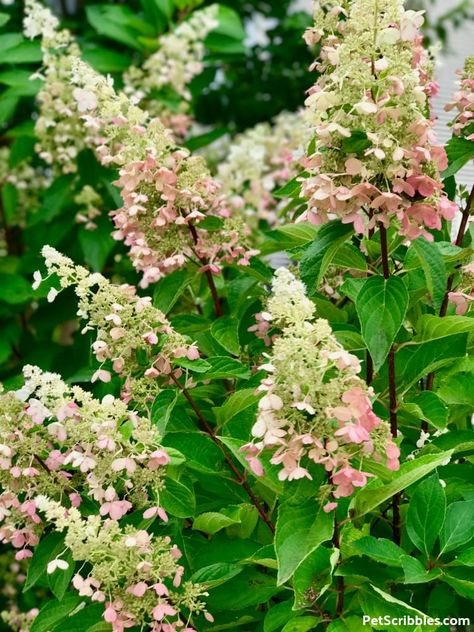 Pinky Winky Hydrangea Tree, Driveway Planting, Pinky Winky Hydrangea, Hydrangea Pinky Winky, Hydrangea Paniculata Pinky Winky, Pruning Hydrangeas, Hydrangea Tree, Hydrangea Leaves, Hydrangea Bush