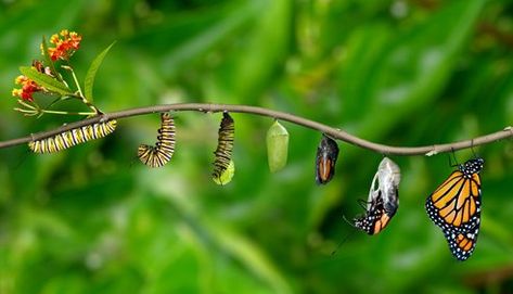 Butterfly Evolution, Butterfly Growth, Butterfly Transformation, Butterfly Beautiful, Butterfly Drawing, Gcse Art, Life Choices, Bugs And Insects, Butterfly Garden